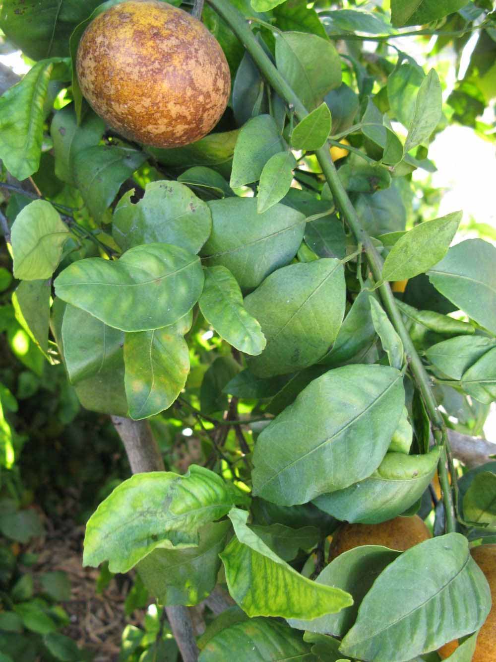            Shade leaves (Winter Haven, FL)   